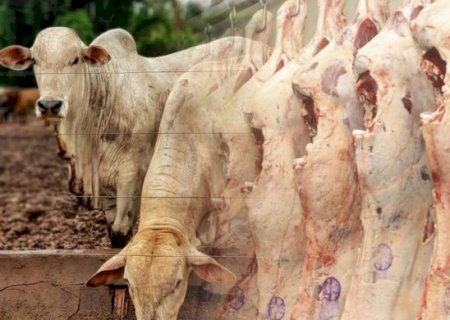 Abates no Mato Grosso recuam, puxado pelas fêmeas