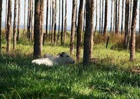 Falso conflito entre grãos, bois e árvores: como o agro brasileiro já venceu essa questão