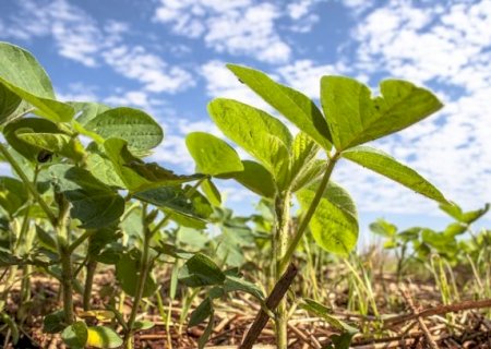 Bayer pretende disponibilizar 100 cultivares de soja com nova tecnologia em 22/23