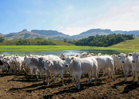 Propriedades com gado orgânico dobram em Mato Grosso do Sul