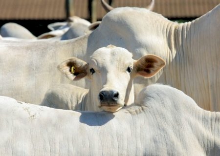 Rastreabilidade bovina é tema de debate no Mato Grosso