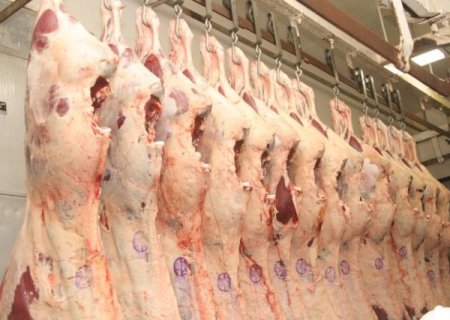Urgente: Procedimentos de abate de bovinos podem mudar no Brasil