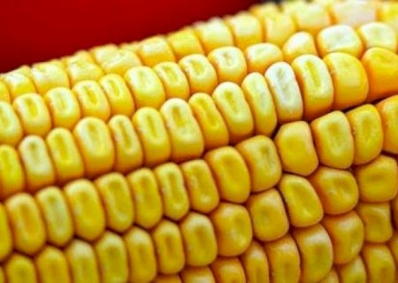 SP deve colher safra de milho de inverno 64% maior em 2021/22