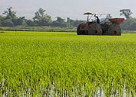 Brasil vai perder autossuficiência no arroz e terá de importar
