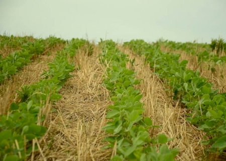 Propriedades que tiveram seguro rural contratado com apoio do governo serão fiscalizadas