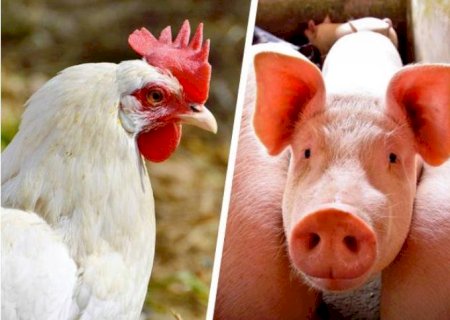 Custos de produção de suínos caem em maio; frango ficou mais caro