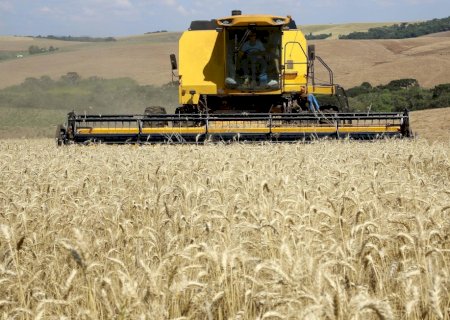 Brasil tem potencial para suprir demanda global de trigo, diz Embrapa
