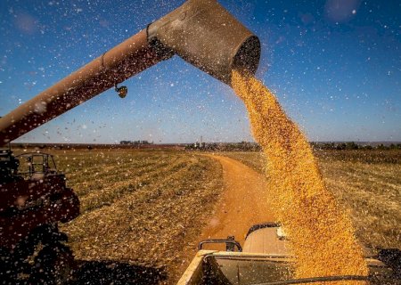 Milho: saiba o que pode mexer com o mercado na próxima semana