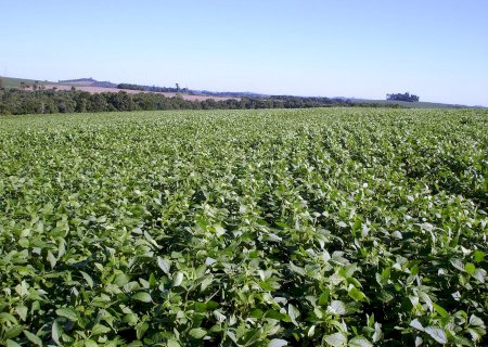 Novo fertilizante fosfatado à base de enxofre aumenta a produtividade da soja