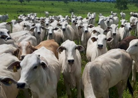 Pecuária de Mato Grosso é formada por pequenos produtores