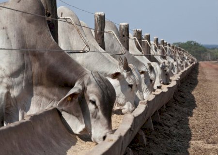 Pecuaristas investem no uso de tecnologia para ganhos de produtividade