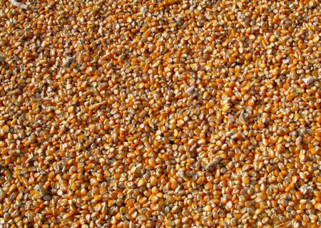 Mercado de milho tem pouca alteração no Brasil, mas cotações futuras avançaram