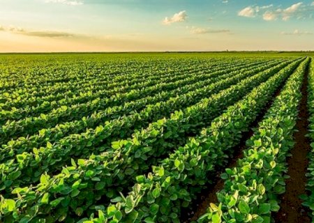 Agrícolas engordam balança comercial;e furam bolso de consumidor e produtor