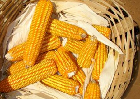 China quer milho brasileiro 'imediatamente', diz ministro da Agricultura