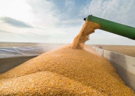País pode exportar até 5,3 milhões de toneladas de milho em julho