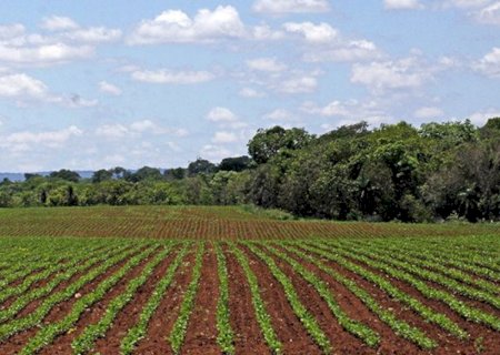 Plantio da soja em MS segue proibido até o dia 15 de setembro