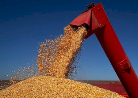 Milho: ritmo de colheita em Mato Grosso está acima da média histórica