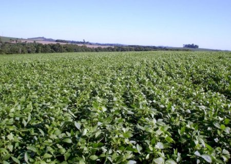 Brasil deve aumentar área de soja em 3% na nova safra com custos elevados