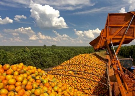 Colheita dos citros avança no RS e já se aproxima do final em algumas regiões
