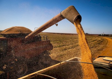 Em uma década, produção de milho mais do que dobrou em Mato Grosso