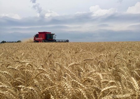 Método pode aumentar produção de trigo em 1,5 milhão de t