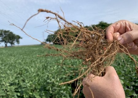 ‘Choque’ é eficaz no controle de nematoides, aponta pesquisa