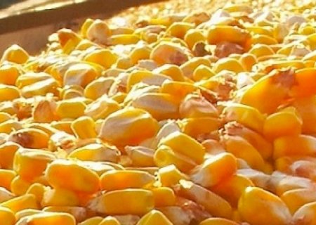 Brasil se prepara para iniciar as exportações de milho à China