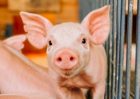 Suinocultura mundial tem encontro na Pork 20 anos!