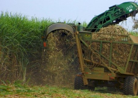 Safra de cana do Centro-Sul deve crescer em 2023/24 | Brasilagro