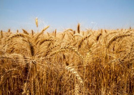 USDA corta projeções mundiais de produção de milho e trigo