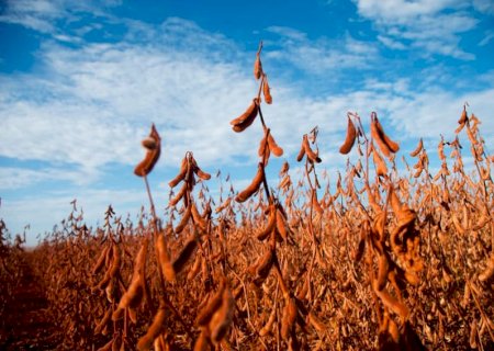 Custeio da soja registra alta de 67,21% em Mato Grosso, aponta Imea