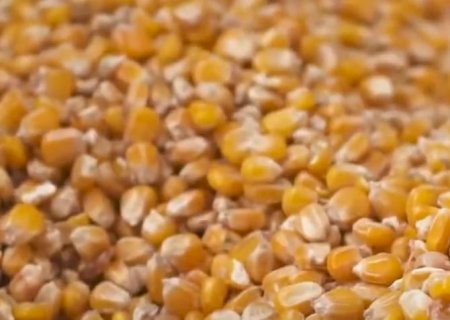 Grãos: maior produção de milho no Brasil tende a atenuar restrição de oferta mundial