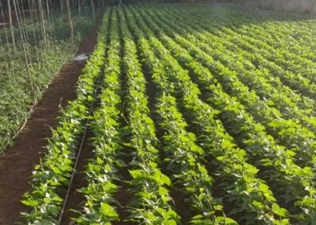 Projeto da Embrapa deixa legado para produtores rurais