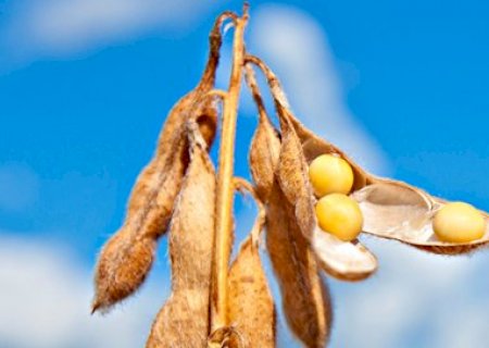 Soja: USDA indica safra mundial de 390,53 milhões de toneladas