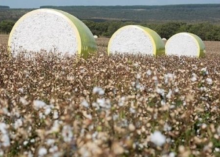 Algodão: custo de produção apresenta leve queda em Mato Grosso