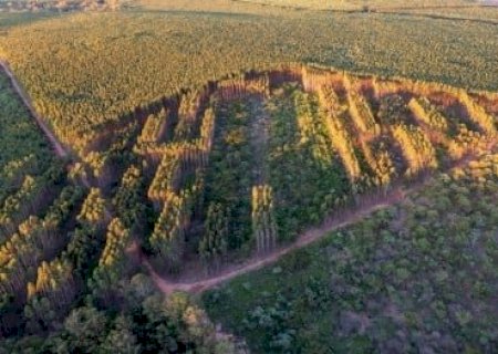 Plantações mistas podem ser mais resistentes às mudanças climáticas