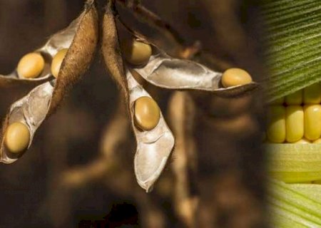 Produção de grãos crescerá 36,8% nos próximos 10 anos e superar 370 mi de t