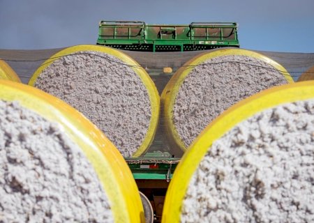 Plantio de algodão chega a 1,24% da área em Mato Grosso