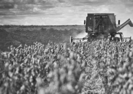 Safra recorde: Soja terá 32% das receitas totais da agropecuária em 2023 | Brasilagro