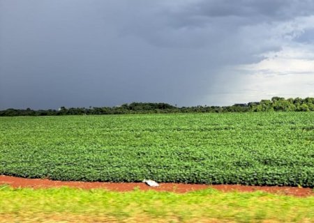 Clima favorável e expansão de áreas devem garantir safra de soja recorde em MS