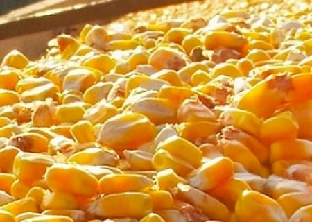 China compra 1,165 milhão de toneladas de milho do Brasil em 2022