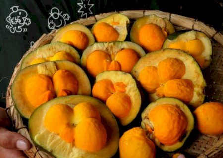 UFMT: pesquisa aponta ganhos em nutrição de aves com uso de óleo de pequi e baru