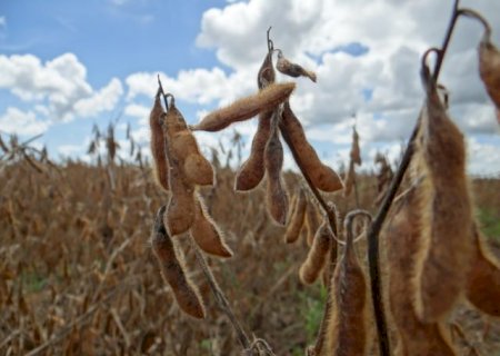 Exportações do agronegócio goiano crescem 62,8% em 2022