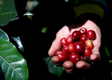 Exportações globais de café verde caem 7,7% em dezembro, diz OIC