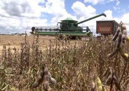 Colheita da soja em Mato Grosso alcança 94,83% e entra na reta final