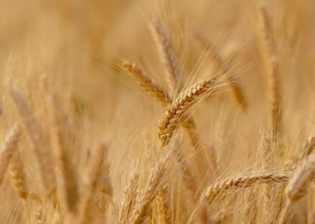 Trigo transgênico: aprovação traz tranquilidade ao setor, afirma entidade