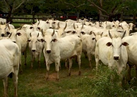 Segurando a boiada, pecuaristas enviam mais fêmeas para o gancho