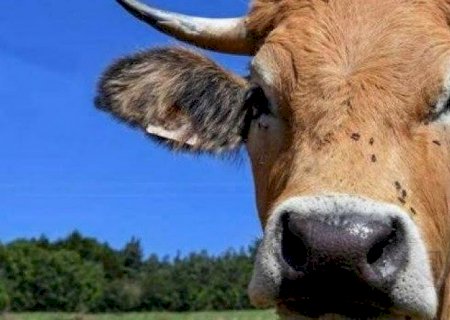 Ministério da Agricultura confirma que caso de vaca louca é atípico