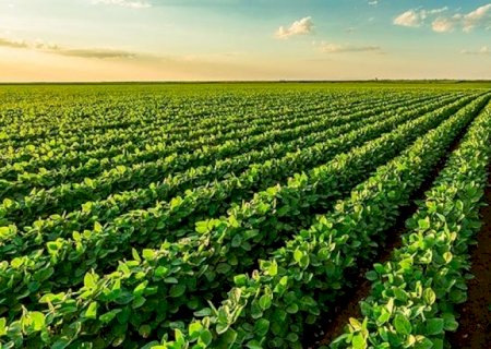 Conab aponta produtividade recorde na safra de soja no Brasil em 2022/23