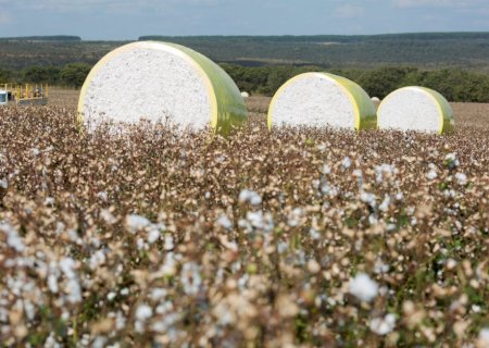 Algodão do Brasil pode sofrer pressão de preços mais baixos em 23/24